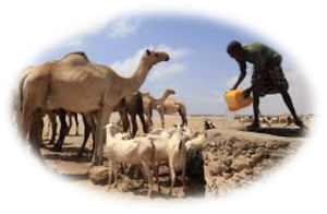 Association Synergies Rurales